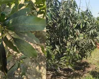 बाराबंकी में आम की फसल पर हॉपर कीट का प्रकोप, विशेषज्ञों ने बताए बचाव के उपाय