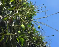  बिन मौसम बारिश ने बर्बाद आम की फसल: फैलने लगा दहिया रोग, घटेगा उत्पादन; एक्सपर्ट से जानें बचाव के तरीके