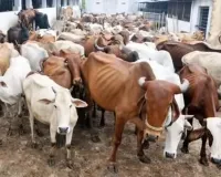 Bareilly : मृत गोवंश के निस्तारण में लापरवाही पर प्रधान के अधिकारी निलंबित