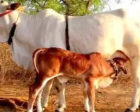 गो सेवा से समृद्धि : यूपी में डेयरी सेक्टर बना ग्रामीण अर्थव्यवस्था का मजबूत आधार 