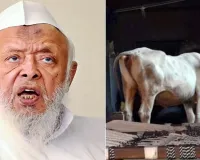 Lucknow News: बकरीद से पहले गाय को 'राष्ट्रीय पशु' घोषित करने की उठी मांग, मुस्लिम संगठन ने  PM मोदी और CM योगी से की यह बड़ी अपील 
