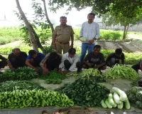 Barabanki News : जिला कारागार में खेती से बदल रही कैदियों की जिंदगी, बर्मी कम्पोस्ट से उगा रहे ऑर्गेनिक सब्जियां