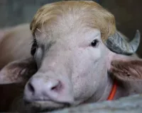 Bakra Eid 2026: बकरीद पर नहीं दी जाएगी ''डोनाल्ड ट्रंप'' नाम के भैंसे की कुर्बानी, बांग्लादेशी अधिकारियों ने इस वजह से लिया फैसला
