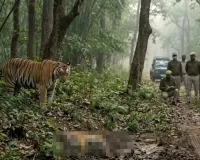 क्यों बढ़ रहा है बाघ और मानव के बीच संघर्ष 