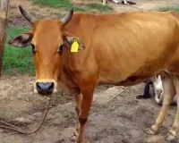 Bareilly: नवाबगंज की गोशाला में 54 गोवंश की मौत, कागजों में छिपाए आंकड़े