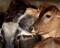 Moradabad: मंडल में 65 हजार से अधिक गोवंशों को मिला सहारा, गोशालाएं भी हुईं आत्मनिर्भर