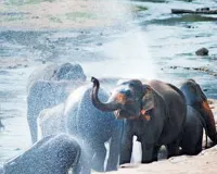 Uttrakhand:जंगल में बुझ सके वन्यजीवों की प्यास, टैंकरों से भरे जा रहे नौले और तालाब
