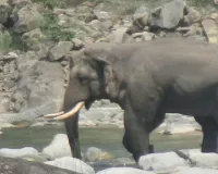 Uttrakhand News: प्रदेश के जंगलों में गजराज की संख्या पता लगाएगा वन विभाग, पहली बार मोबाइल एप में देना होगा डेटा