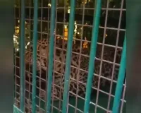 Moradabad:तेंदुए का आतंक खत्म, वन विभाग ने कड़ी मशक्कत के बाद किया कैद