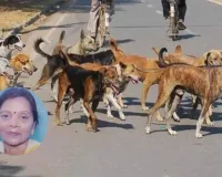 Bareilly:शिक्षिका की मौत के बाद जागा नगर निगम, 15 कुत्ते पकड़े