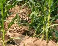 महराजगंजः Abhyasohagi Barwa Wildlife Sanctuary में मृत मिला तेंदुआ, जांच शुरू 