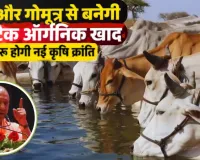 गोमाता से ‘जीन क्रांति’ की तैयारी: गोबर-गोमूत्र से बनेगी सुपर खाद, IIT कानपुर की तकनीक से 15 गुना असरदार ऑर्गेनिक फर्टिलाइजर