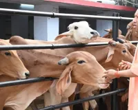 गोशालाओं में IIT कानपुर की तकनीक, गांवों की तस्वीर बदलेगी! गोबर-गोमूत्र से बनेगा ऑर्गेनिक फर्टिलाइजर