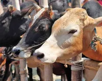 यूपी का ‘गो-इकोनॉमी’ मॉडल बना ग्लोबल ब्रांड... UK, USA ऑस्ट्रेलिया समेत 10 से अधिक देशों तक पहुंच रहे यूपी के गो उत्पाद
