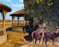 प्रयागराज के कृष्ण मृग अभयारण्य में बन रहा ईको पार्क, मेजा को मिलेगी नई पर्यटन पहचान, वॉच टावर-बर्ड जोन होंगे आकर्षण का केंद्र 