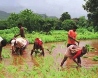 ग्रामीण आजीविका सुधारने के लिए सरकार का बड़ा कदम, NRLM के लिए 15.29 अरब रूपये से अधिक की धनराशि मंजूर