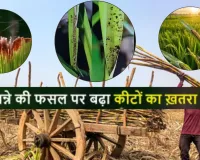 गन्ने की फसल पर चूसक कीटों का खतरा : विभाग ने जारी किया अलर्ट, गर्मी में बढ़ा प्रकोप, नियंत्रण जरूरी