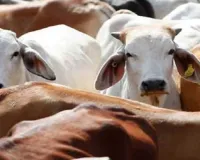 गाय को राष्ट्रिय पशु करें घोषित,  गोरखपुर के युवक ने सरकार के सामने रखी अनोखी मांग