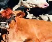  यूपी बना देश का सबसे कठोर गोरक्षा कानून वाला राज्य, आर्थिक मॉडल का ढांचा तैयार 