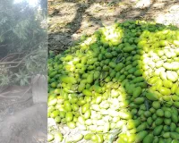 Mango Crop Loss: मलिहाबाद में आंधी-बारिश से आम की फसल को नुकसान, कृषि वैज्ञानिकों ने दी 'बैगिंग' की सलाह