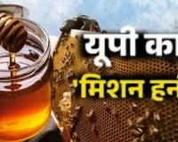 न्यूजीलैंड से मिलकर यूपी बढ़ाएगा शहद का कारोबार,  आधुनिक तकनीक और वैश्विक बाजार से जुड़ेगा मधुमक्खी पालन क्षेत्र