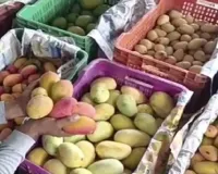 यूपी से ट्रीटेड आम ही खरीदेगा नेपाल, व्यापारियों को अब अपनानी होगी यूरोपीय तकनीक 