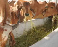  गोशालाओं से निकलेगा रोजगार और समृद्धि का नया मॉडल, यूपी के 75 जिलों में तैनात होंगी कृषि सखियां