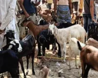 यूपी में बकरी पालन सब्सिडी योजना,  मात्र 6000 में शुरू करें अपना व्यवसाय, गरीब और निराश्रित महिलाओं को मिलेगा स्वरोजगार का मौका