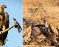 गिद्धों की अद्भुत जीवन रक्षा तकनीक
