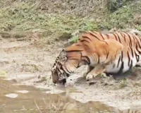 लखीमपुर खीरी : जलाशय पर प्यास बुझाते बाघ को देख रोमांचित हुए पर्यटक