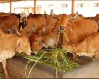 UP News : अलनीनों के प्रभाव से पशुओं का बचाव, गौशालाओं में करें भरपूर भूसा-चारे का प्रबंध-एसीएस 