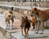 Bareilly News: हजारों की नसबंदी, फिर भी शहर में बेहिसाब बढ़े आवारा कुत्ते