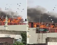 वीडियो वायरल: दरबे में आग लगने से पांच लाख के कबूतरों की जलकर मौत, मकान की छत पर होती थी कबूतरबाजी