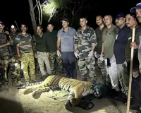 Pilibhit Tiger Reserve: घायल अवस्था में मिला पर्यटकों का चहेता मशहूर 'भोला' बाघ,ढेला रेस्क्यू सेंटर में शुरू हुआ इलाज