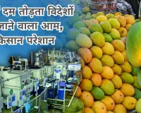 देश में दम तोड़ता विदेशों में जाने वाला आम, किसान परेशान... जानें आखिर क्या है VHT जो बना नुकसान की वजह