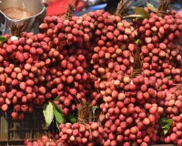पहली बार खाड़ी देश पहुंची होशियारपुर की लीची,  पंजाब से ओमान 500 किलो का एक्सपोर्ट 