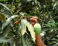 Indian Mango Export:  सिंगापुर पहुंचा 'बंगानापल्ली' समुद्र के रास्ते पहुंची 5 टन की खेप, किसानों को मिला दोगुना दाम