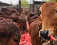 गो संरक्षण में मॉडल बना यूपी :  अमेरिका, जर्मनी तक पहुंच रहे पंचगव्य और आयुर्वेदिक उत्पाद