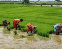 प्रयागराज :  धान की रोपाई पर मंडराया संकट, महंगे डीजल और गिरते भूजल स्तर की दोहरी मार  
