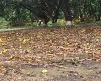 बारिश के बाद दोगुना होगा आमों का स्वाद,  प्री-मानसून से बढ़ेगी आमों में मिठास, कम होंगे दाम?