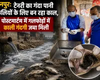 कानपुर: टेनरी का गंदा पानी मछलियों के लिए बन रहा काल, पोस्टमार्टम में गलफोड़ों में काली गंदगी जमा मिली
