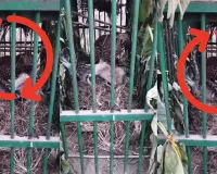 लखीमपुर खीरी न्यूज: गन्ने के खेत से पिंजरे में कैद हुआ खूंखार तेंदुआ, ग्रामीणों ने ली राहत की सांस