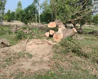 Barabanki News : ग्रामीणों की सतर्कता से पकड़ी गई अवैध लकड़ी, हरा आम का पेड़ काटकर ले जा रहे थे वन माफिया