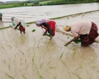 Balrampur News:  झमाझम बारिश से खिल उठे किसानों के चेहरे, खेतों में शुरू हुई धान की रोपा, किसान बोले- खेतों में बरस रहा है सोना