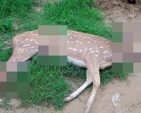 Lucknow News : तालाब में फंसे चीतल पर आवारा कुत्तों का हमला, ग्रामीणों ने बचाया लेकिन नहीं बच सकी जान