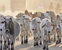 Good News : कानपुर मंडल में 1.19 लाख से अधिक निराश्रित गोवंश सुरक्षित, 10,601 पशुपालकों को मिल रही ₹1500 प्रति पशु सहायता