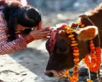 भारतीय संस्कृति और परंपरा में पूज्य है गाय