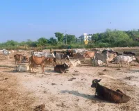Raebareli News: कैली गौशाला की बदहाली पर बवाल, भूख-प्यास से गोवंशों की मौत का आरोप; जांच के आदेश