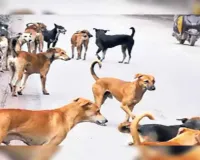 Prayagraj News : प्रयागराज में आवारा कुत्तों का आतंक, एक सप्ताह में दर्जनभर लोगों पर हमला, ग्रामीणों में दहशत 