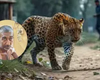 Bahraich News: खेत की रखवाली कर रहे किसान पर तेंदुए का हमला, ग्रामीणों ने बचाई जान
